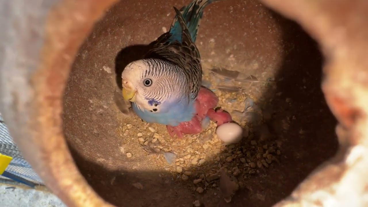 Budgies Chicks Results 🐣🕊️#birds#lovebirds #parrot#budgies #birdsounds#shorts #birdbreeding#youtube 