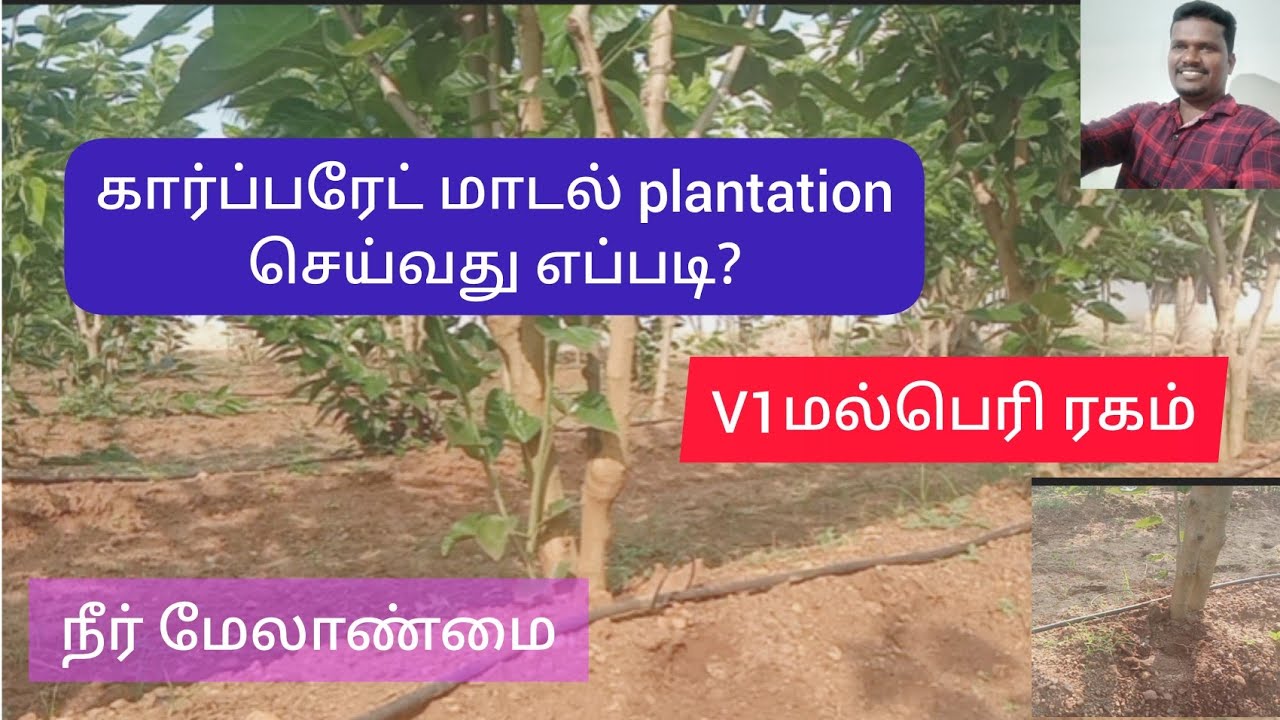 கார்ப்பரேட் மாடல் மல்பெரி தோட்டம் அமைப்பது எப்படி? plantationசெய்வது எப்படி? 