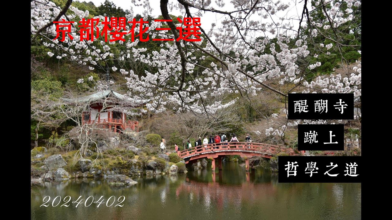 20240402京都櫻花季