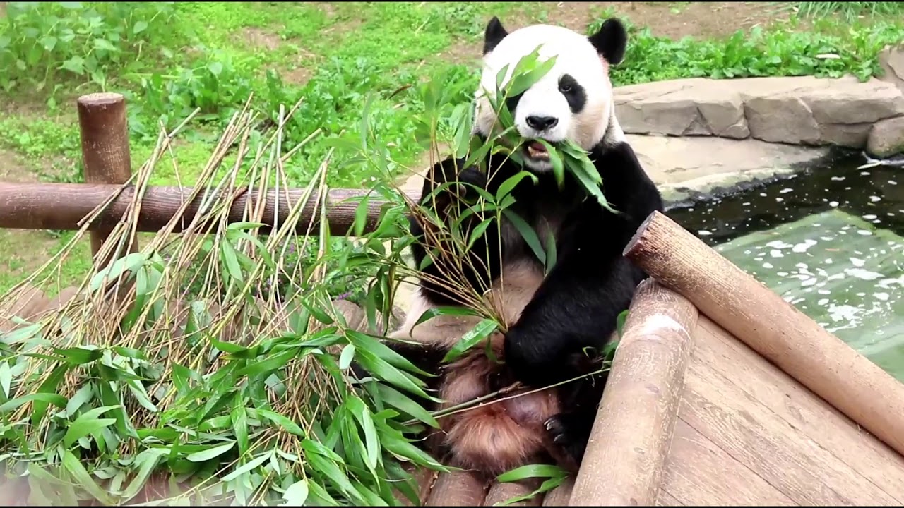 ロバオ君(オス)７才 🐼Lobao,(Male) 7 years old 🐼 러바오 (수컷) 7살
