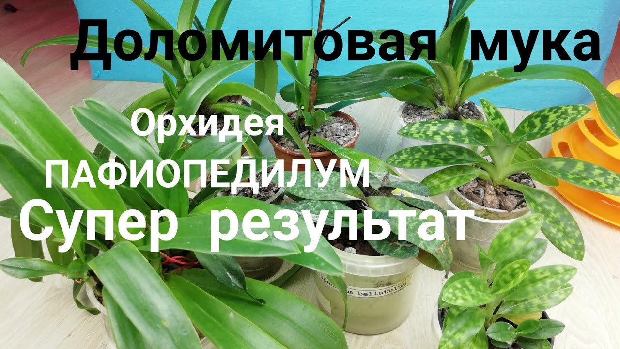 Орхидеи. Полив с добавлением Доломитовой муки. ПАФИОПЕДИЛУМ моя коллекция. Всё отлично растёт.