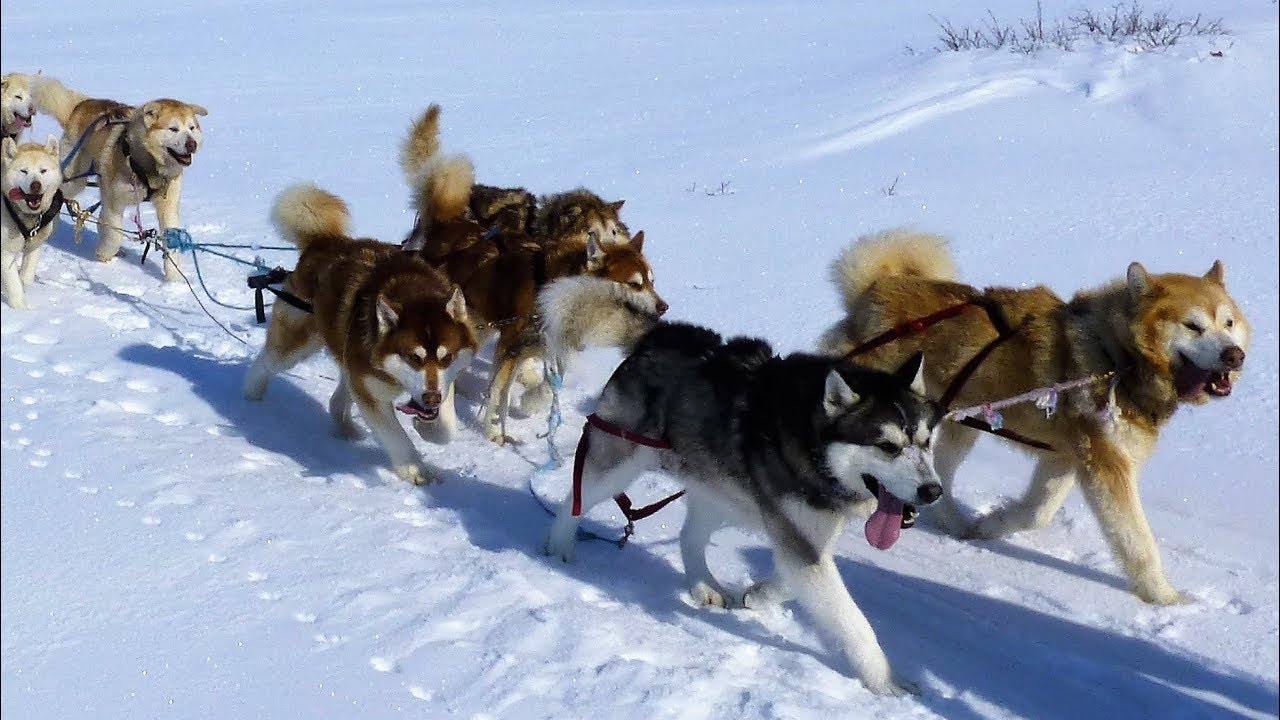 Alaskan Malamutes / Arctic Expedition with Joe Henderson
