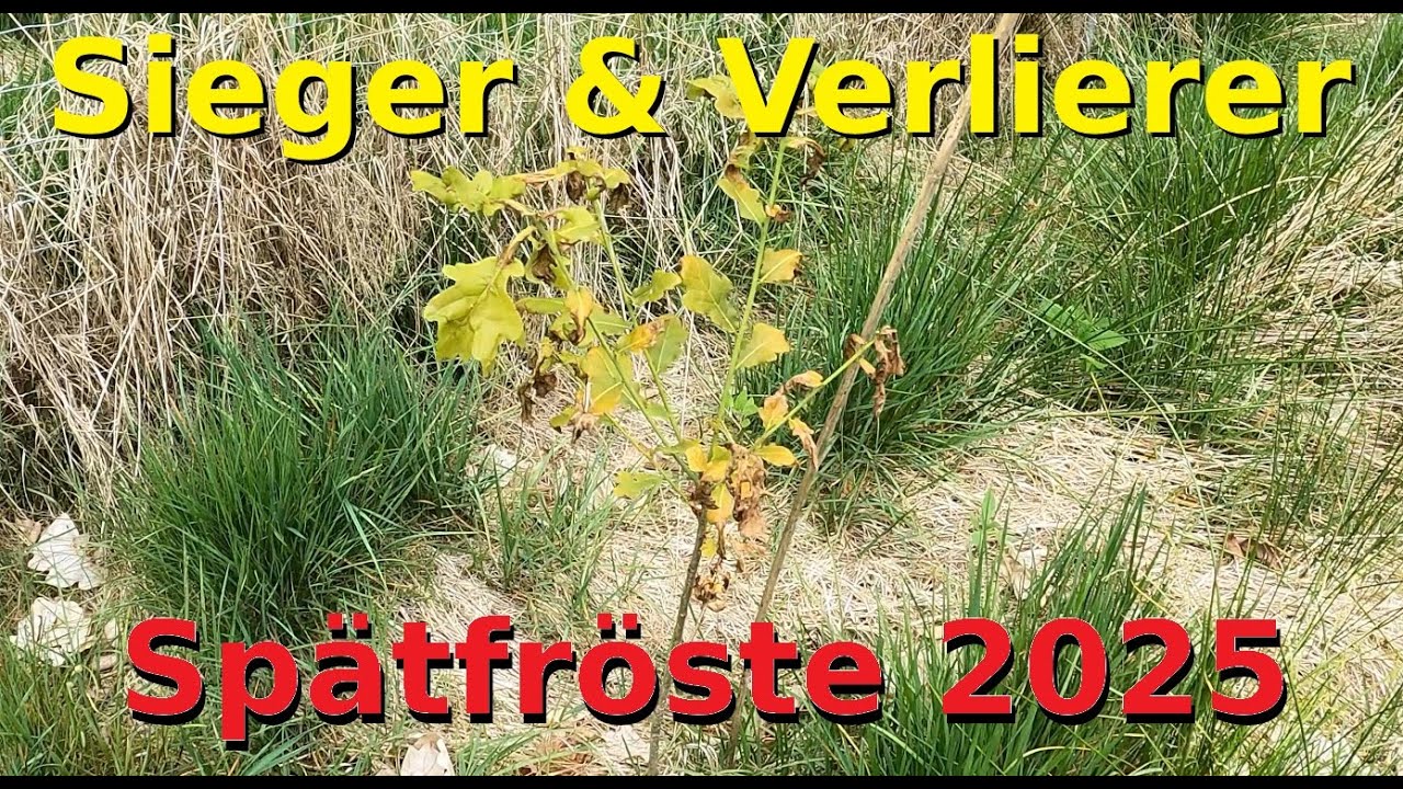 Wie haben sich die Spätfröste ausgewirkt?