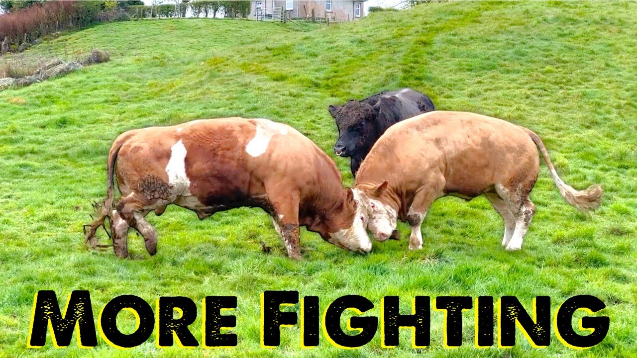 Maybe A Bad Idea | Bulls Fighting Again