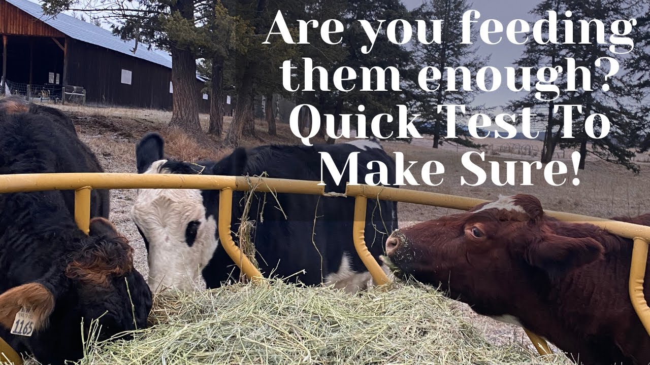 Body Condition Scoring My Family Milk Cows/ What to do if they are under condition