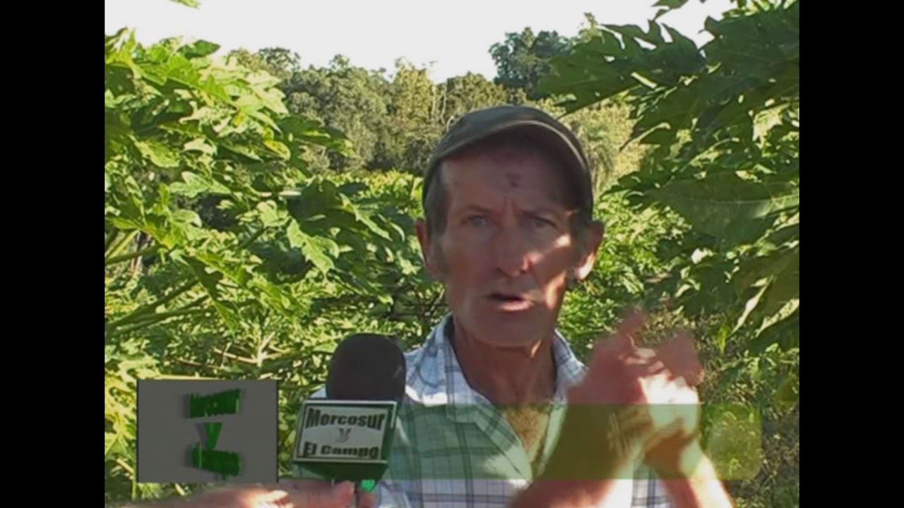 Mamón cultivo en Colonia Aurora Misiones