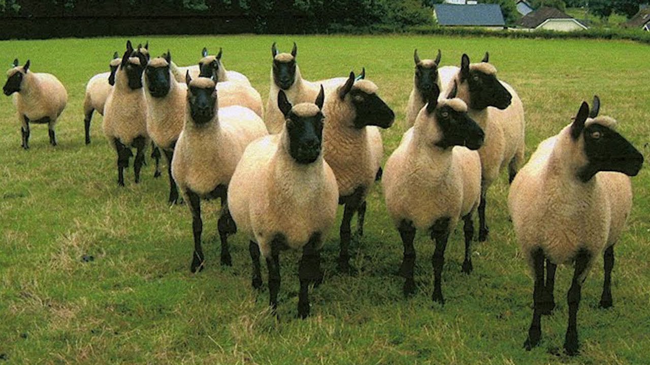 Clun Forest Sheep | Stylish Multi-Purpose