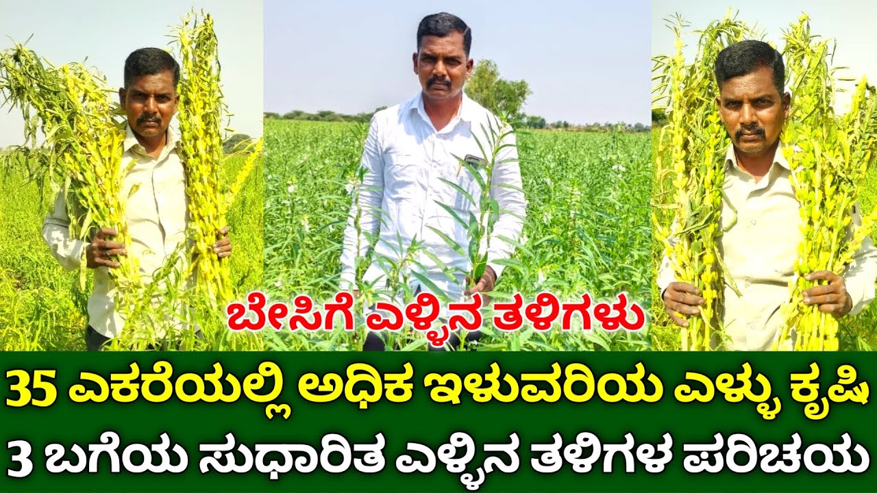 35 ಎಕರೆಯಲ್ಲಿ ಅಧಿಕ ಇಳುವರಿಯ ಬೇಸಿಗೆ ಎಳ್ಳು ಕೃಷಿ | sesame seeds variety in kannada | high yielding sesame