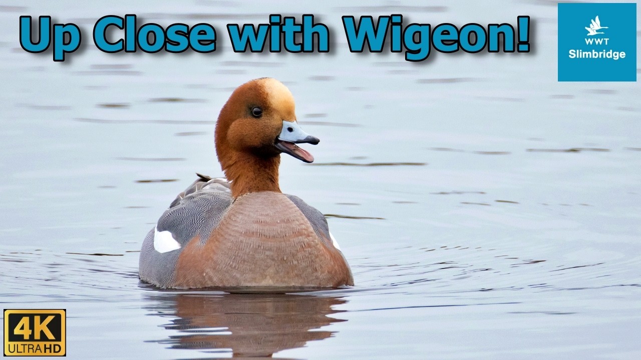Wigeon flaps