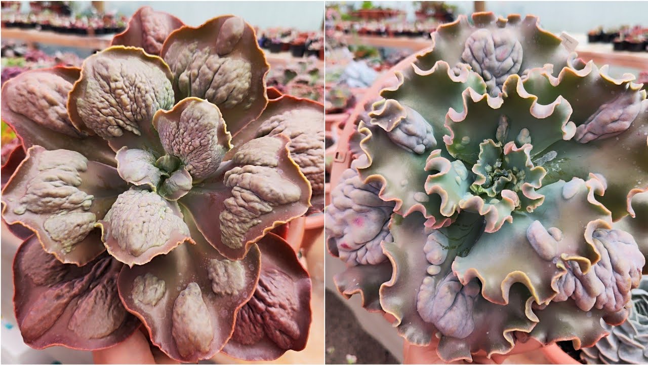 10 - SUCULENTAS GIBIFLORAS LINDÍSSIMAS DA MINHA COLEÇÃO...💚