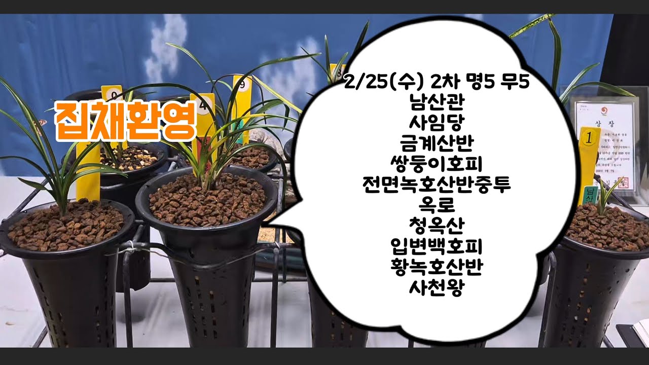 0225 2차 남산관 사임당 금계산반 쌍둥이호피 전면녹호산반중투 옥로 청옥산 입변백호피 황녹호산반 사천왕