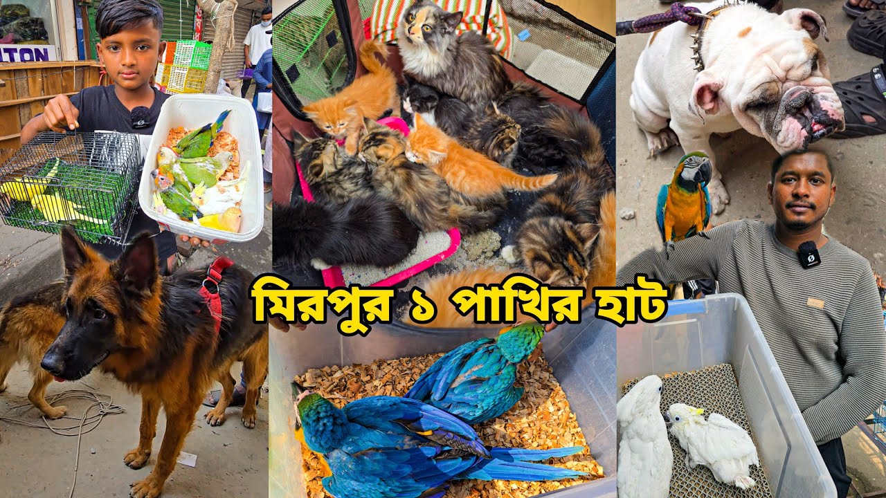 আলীরাজ আনবে ম্যাকাও | মিরপুর ১ পাখির হাট_ German Shepherd, Macaw ,Persian cat price BD_ Mirpur haat 