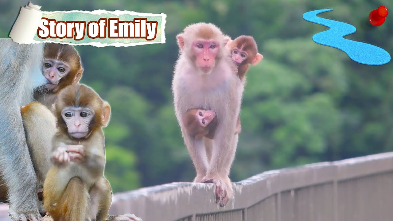 The story of Emily ❤️ II - the miracle of the last latch, a weaning journey