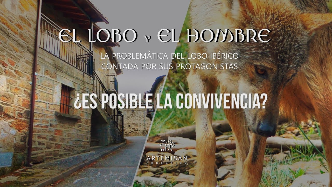 EL LOBO Y EL HOMBRE   DOCUMENTAL ARTEMISAN