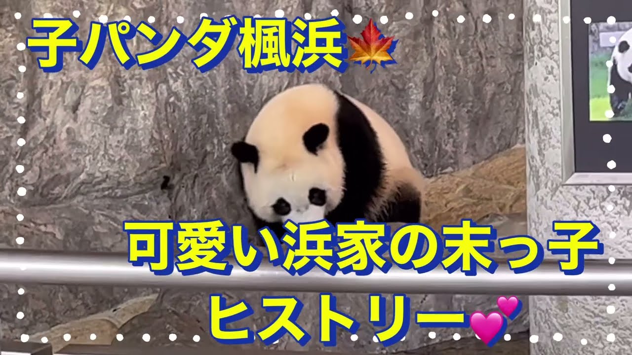 子パンダ楓浜🍁　可愛い浜家の末っ子ヒストリー💕　@papapanpanda4895  #楓浜 #結浜