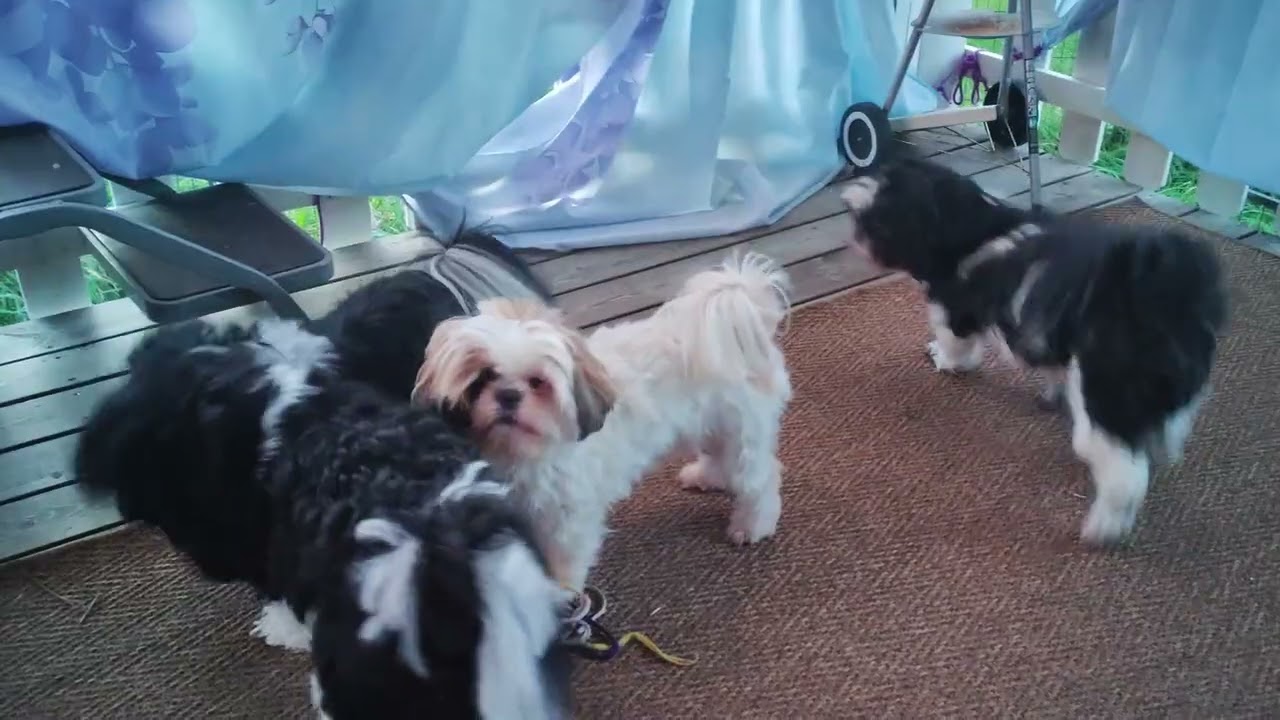 (Shih Tzu Zone) Tzuriel's 4th Birthday
