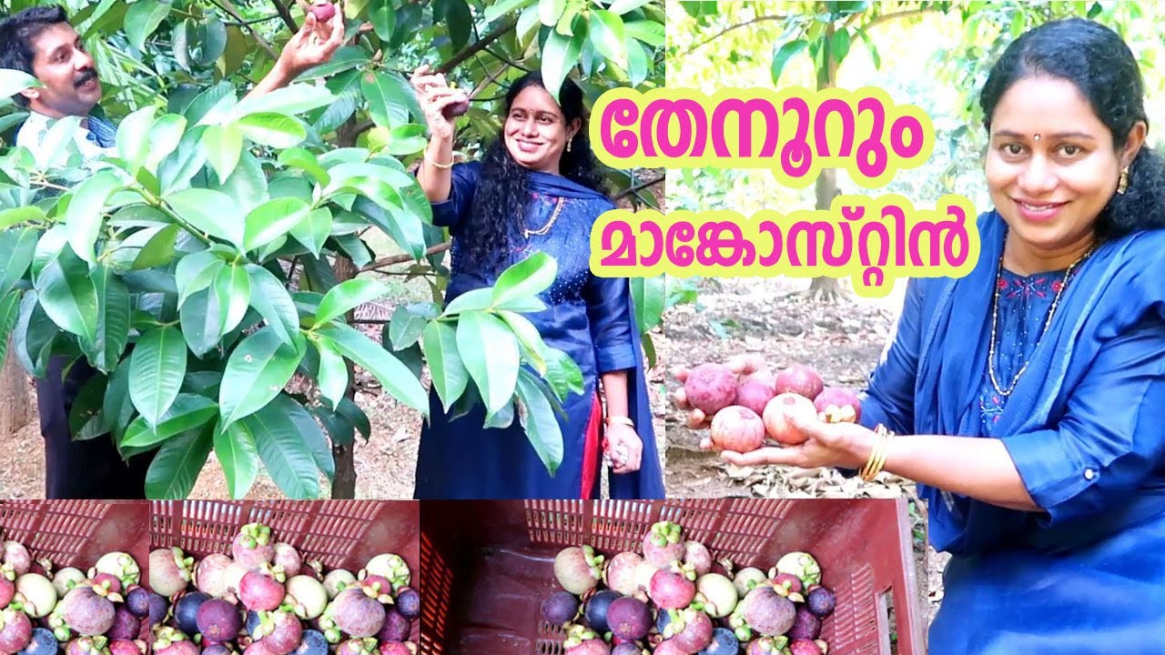 മാങ്കോസ്റ്റിൻ കൃഷിയിലൂടെ മികച്ച വരുമാനം നേടാൻ അറിയേണ്ടത്  Mangosteen Cultivation Kerala Agriculture