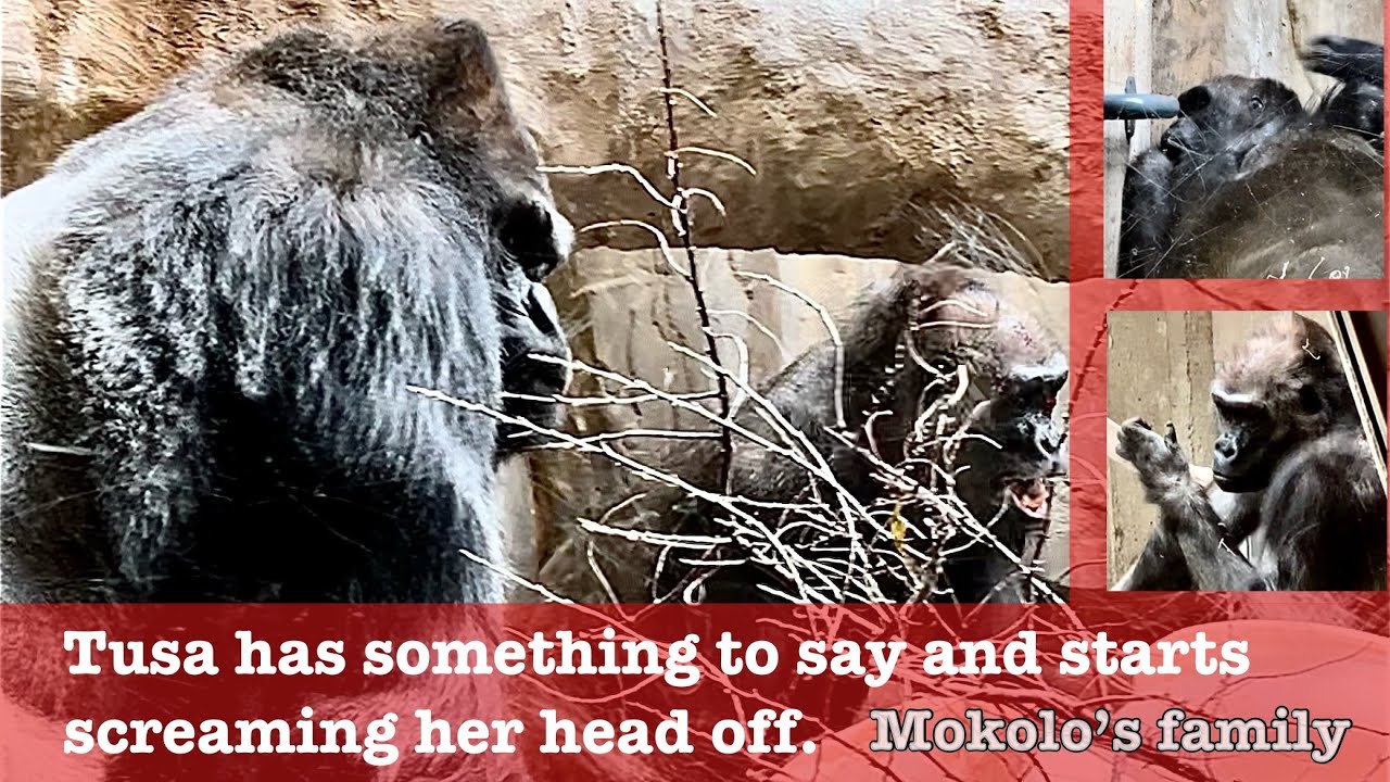 Mokolo’s family- Female gorilla screaming her head off. Tusa has something to say.