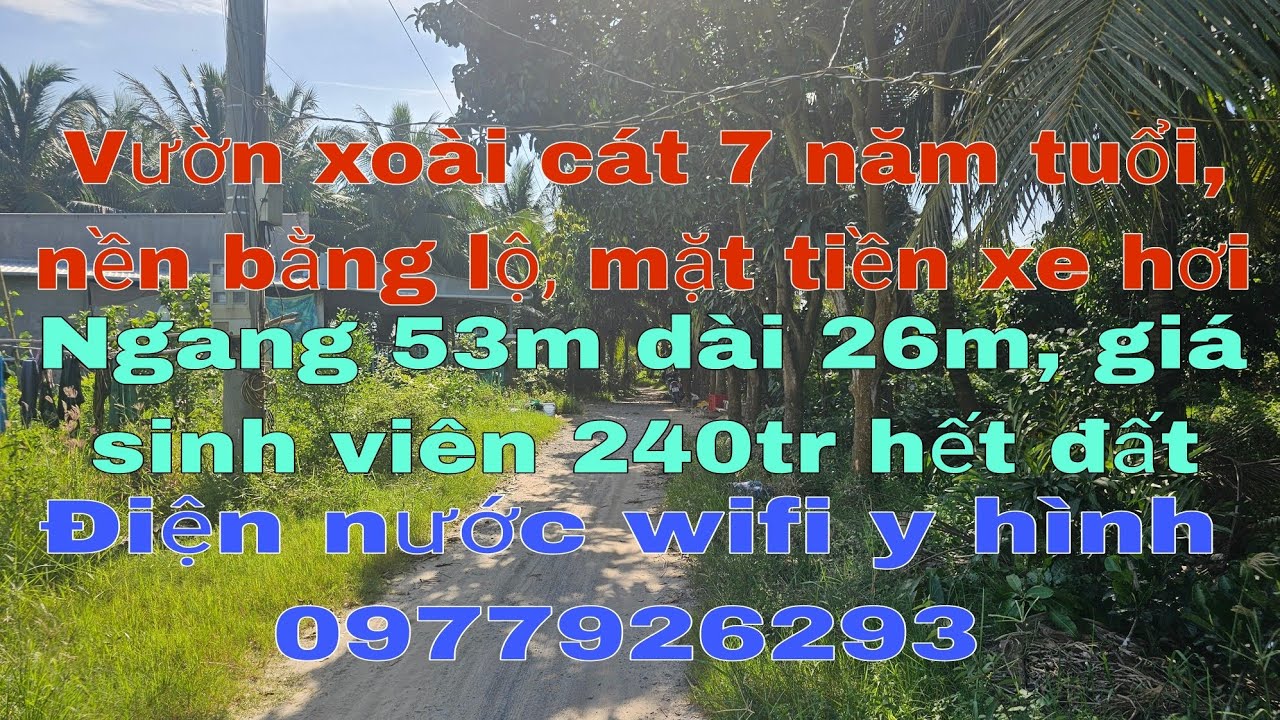 Vườn xoài đang có trái + nền bằng lộ, mặt tiền xe hơi siêu rộng 53 x 26, chợ 1km, giá 240tr hết đất 
