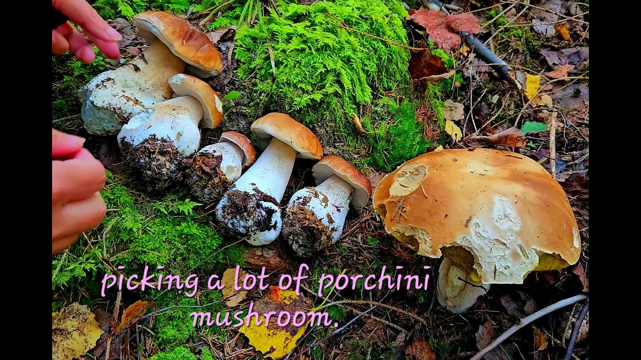 🍄‍🟫Picking a lot of Porchini, King bolet mushroom.