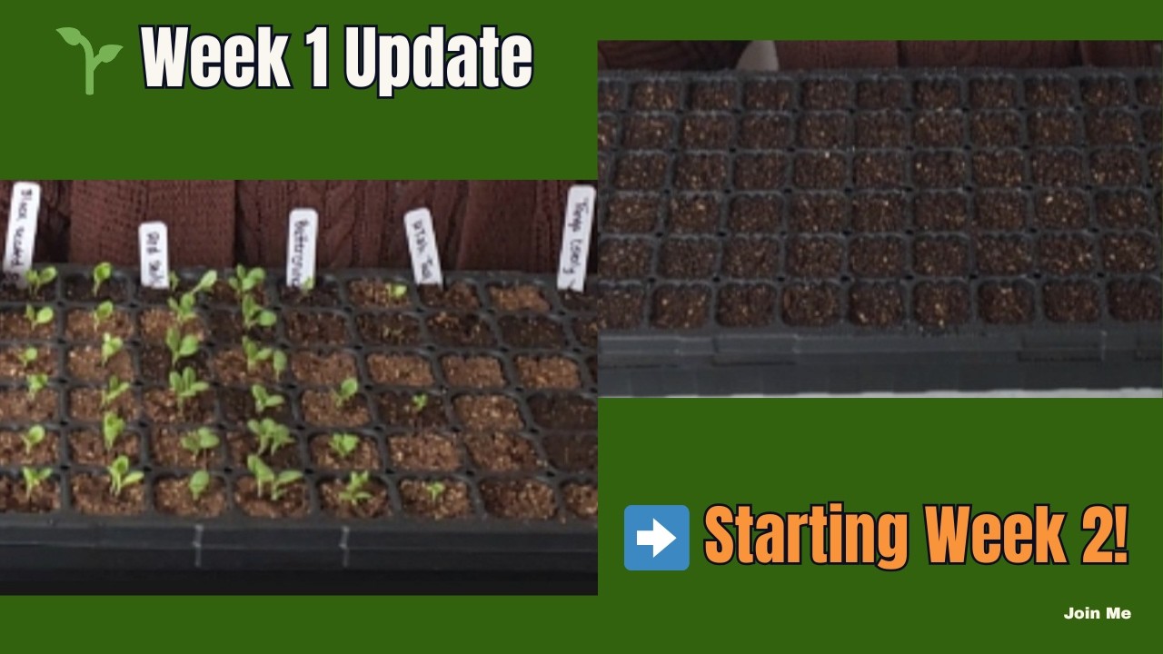 Week 1 Seed Starting Update 🌱 | Starting Week 2 Seeds — Join Me!