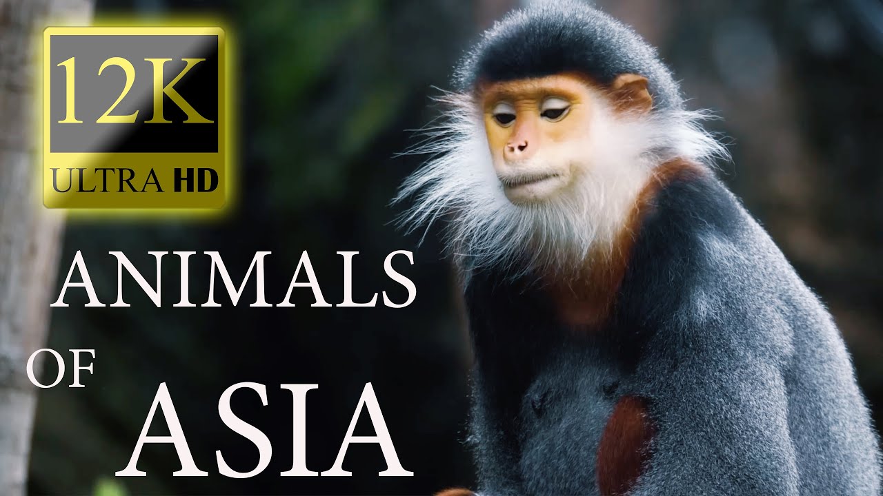 12K HDR 60fps Dolby Vision - Animals Of Asia - colorful animals