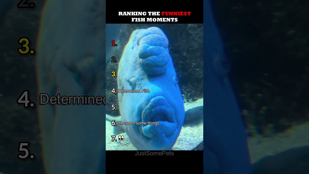Ranking The Funniest Fish Moments