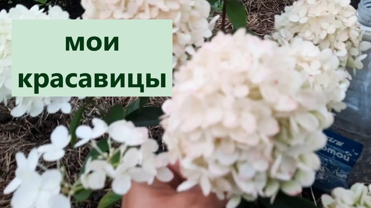 Гортензии метельчатые в моем саду.