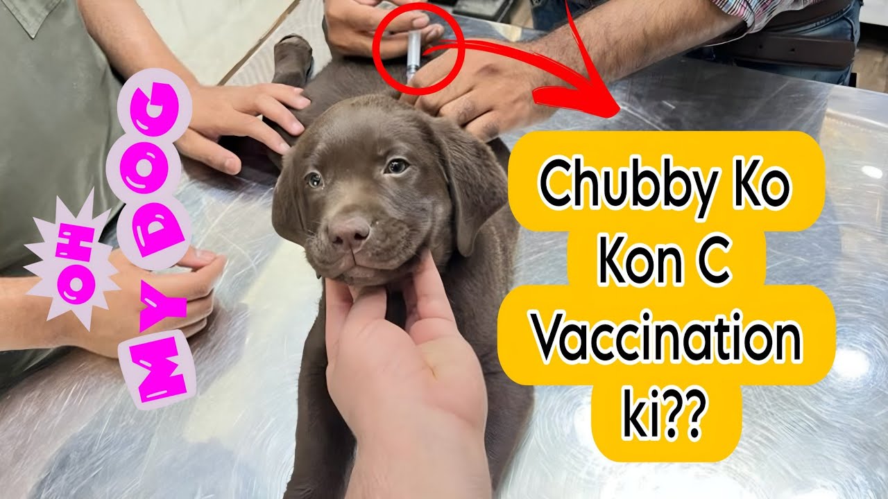 Vaccination of Labrador Puppy | Everything You Must Know About Vaccinating Schedule Your Dog