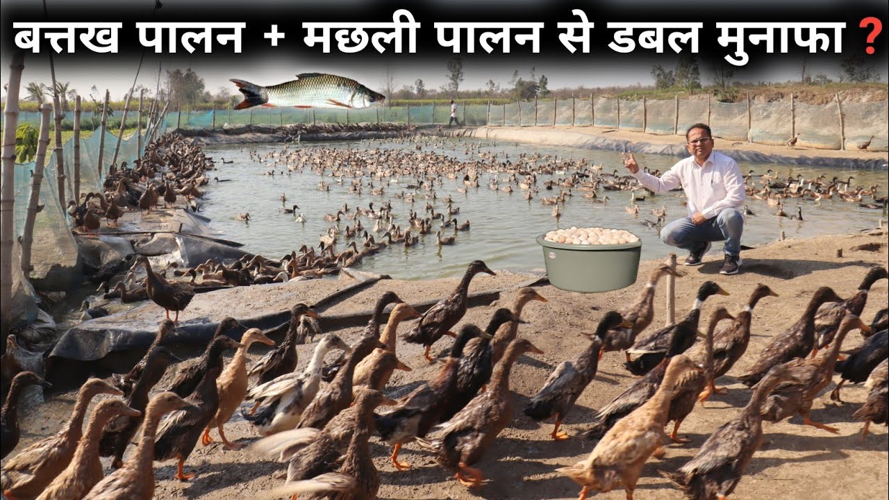 ऐसा शानदार बत्तख फार्म देखकर मजा आ जायेगा | Duck Farm In India | Duck Poultry Farm | Duck Farming