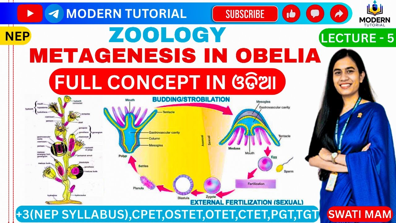 🎯CLASS-5 || METAGENESIS IN OBELIA || ZOOLOGY || MAJOR-1 || PAPER-1 ||