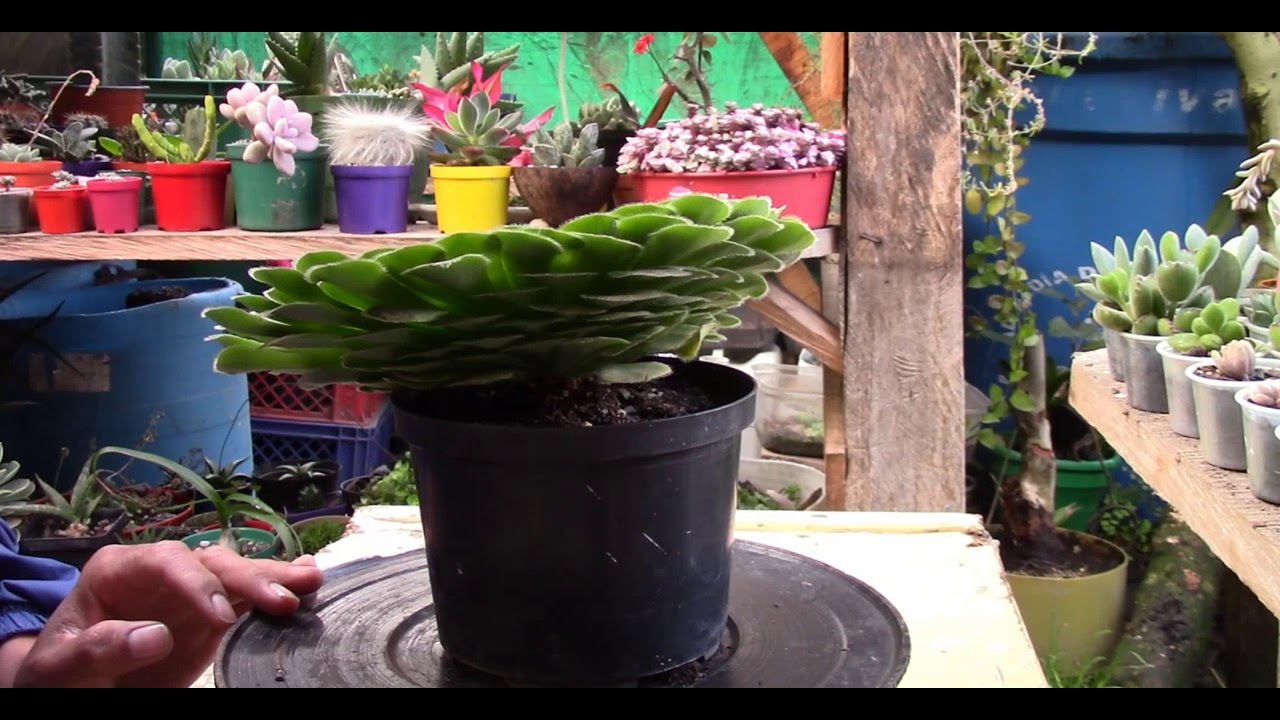 Cuidados y propagación del Aeonium tabulaeforme (rosa de Jericó)