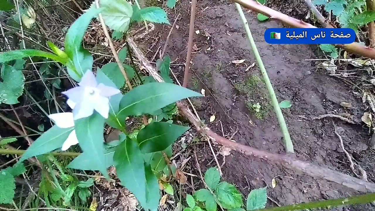 🔹️ #شاهد_بالفيديو 🎥مال الطبيعة الخلابة بي منطقة #الدمنة_دي_قويدر مشاط ببلدية الميلية 💙😍❤