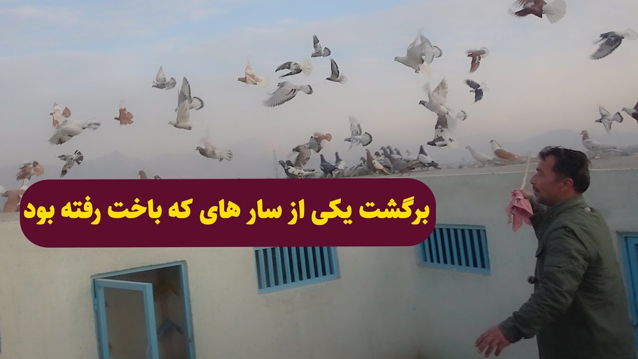 0426/ برگشت یکی از سار های که باخت رفته بود / Afghan Shawqi