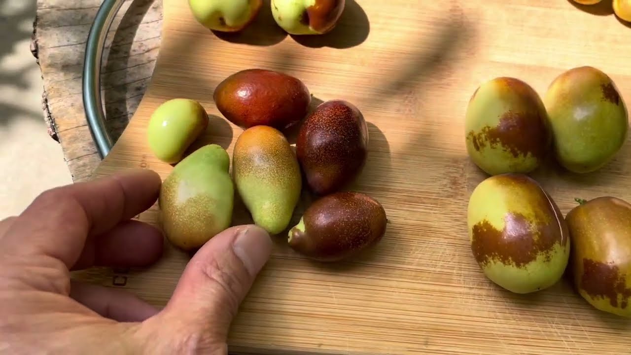 Jujubes Fruits Taste Test: GA866, Lang, Sugar Cane, Sherwood and Li Jujubes 