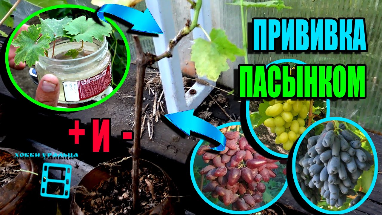 ПРИВИВКА ВИНОГРАДА ПАСЫНКОМ ЗЕЛЕНЫМ В ЗЕЛЕНОЕ ДЛЯ СЕВЕРНЫХ РЕГИОНОВ. СЕВЕРНЫЙ ВИНОГРАДНИК 22-15