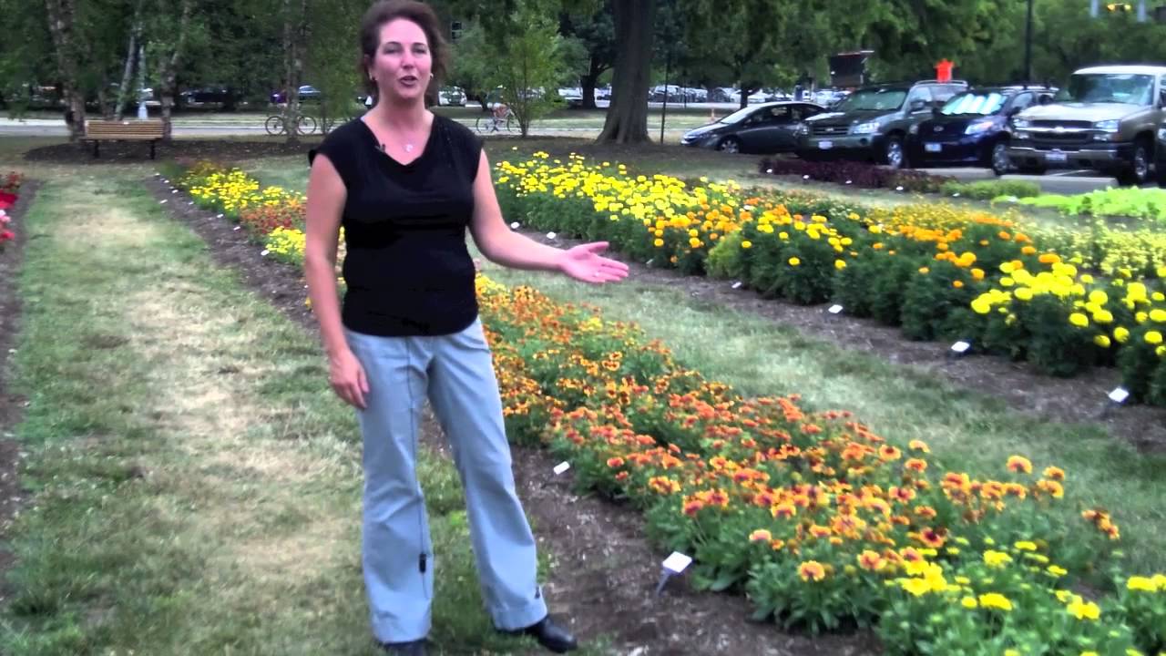 Gaillardia at Ohio State evaluation garden