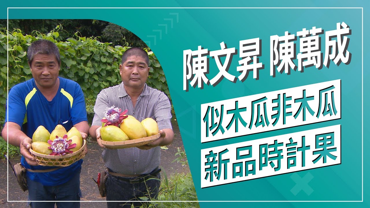 草地狀元 -外型像木瓜的百香果！？這種香蜜百香果全台只有這裡有，新時計果培育高手！(2019.10.21播出)