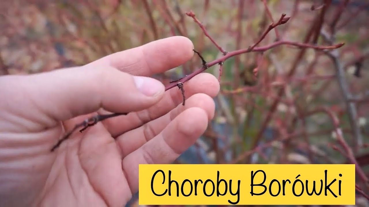 Groźne Choroby Borówki Dobrze Widoczne Zimą, #BorówkaPolska