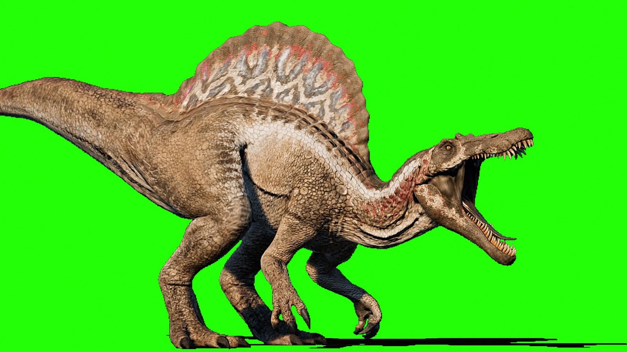 Spinosaurus Roar, Walk, Wake up, Eat and Fight - Dinosaur Green Screen