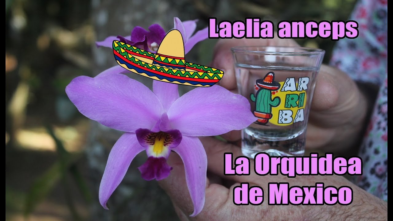 A Orquídea Mexicana - Laelia anceps