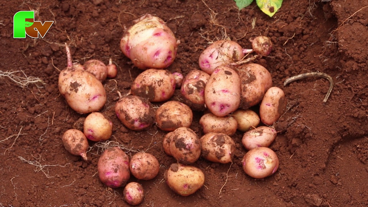 Potato Farming tips: How to manage potato farms?