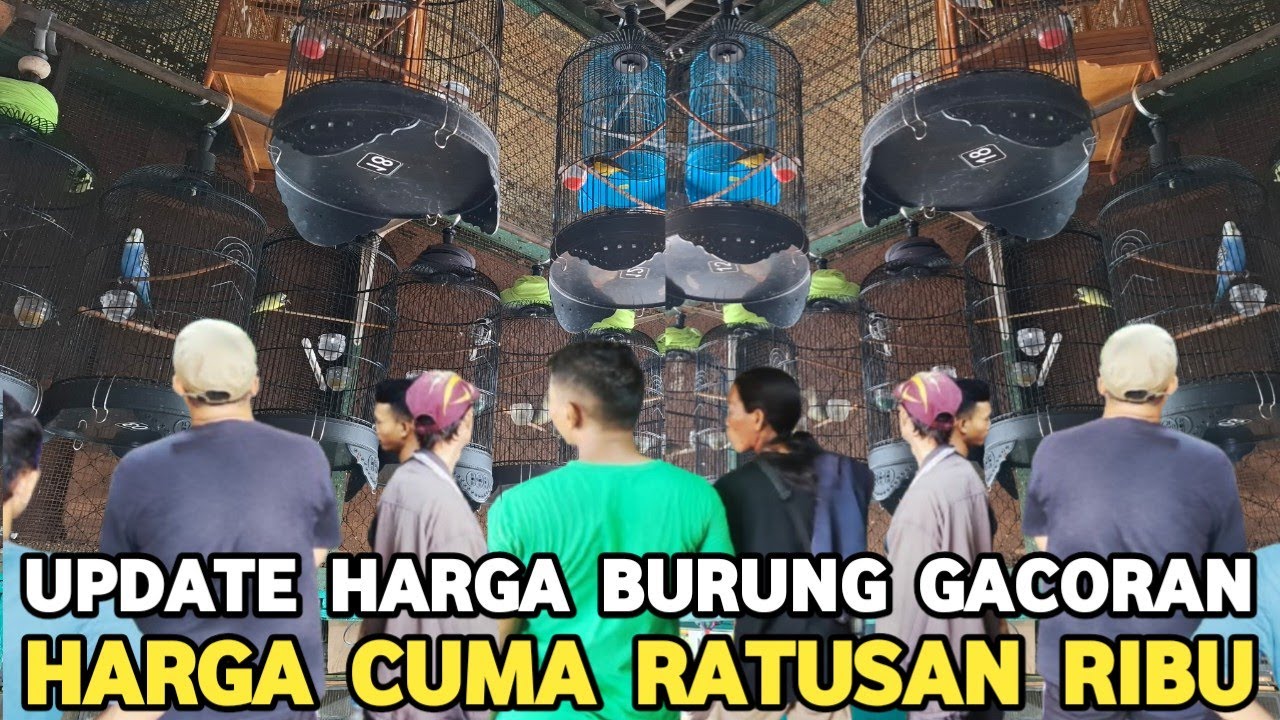 CUMA DISINI HARGA RATUSAN SPEK SULTAN BURUNG GACORAN KIOS RAJA KICAU PASAR BURUNG PRAMUKA TERBARU
