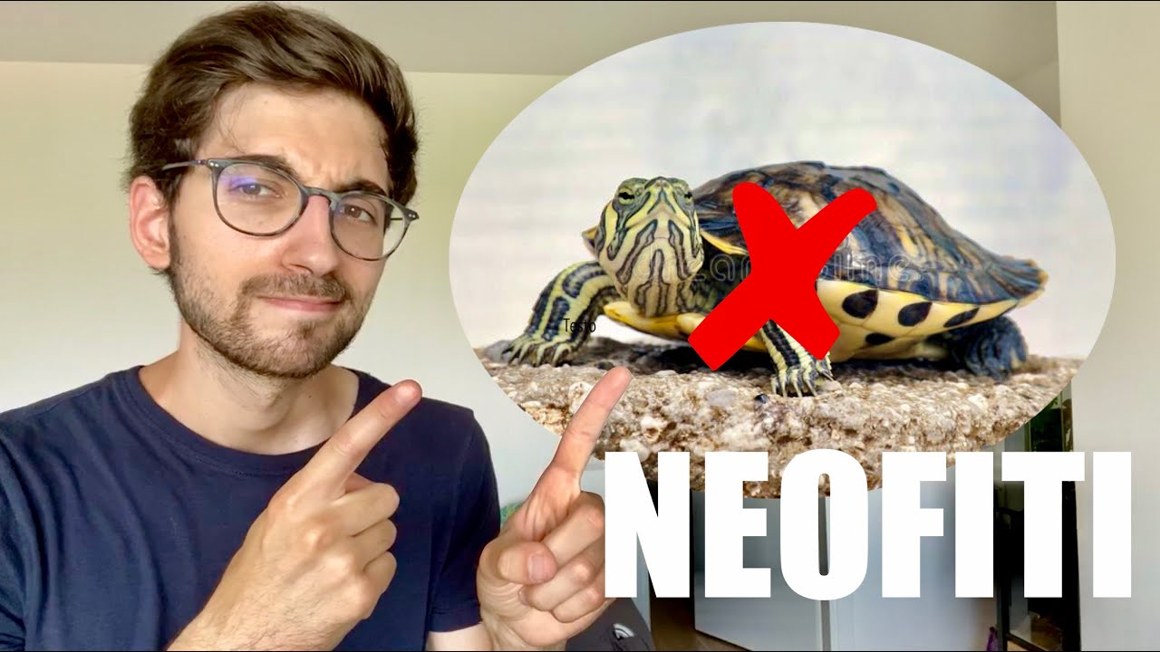 TARTARUGHE d'Acqua Dolce per NEOFITI?! PRO & CONTRO di questi Rettili! | Undici Giga