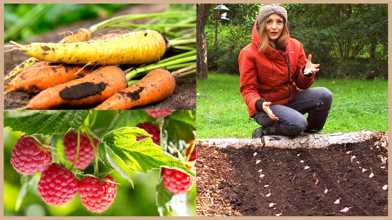 Die besten Pflanzen für schattige Beete: Gemüse, Kräuter, Obst!