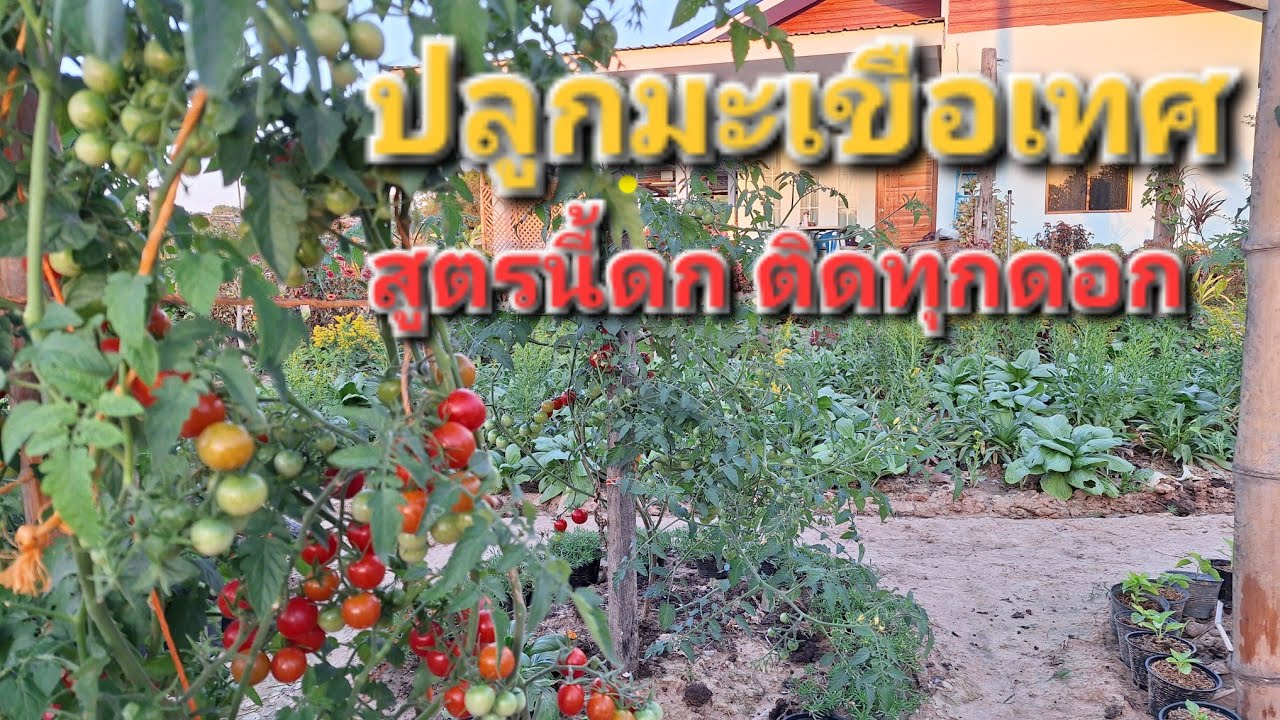 อัพเดทการปลูกมะเขือเทศ🍅วิธีการดูแลไม่ให้ดอกร่วง ติดผลดก
