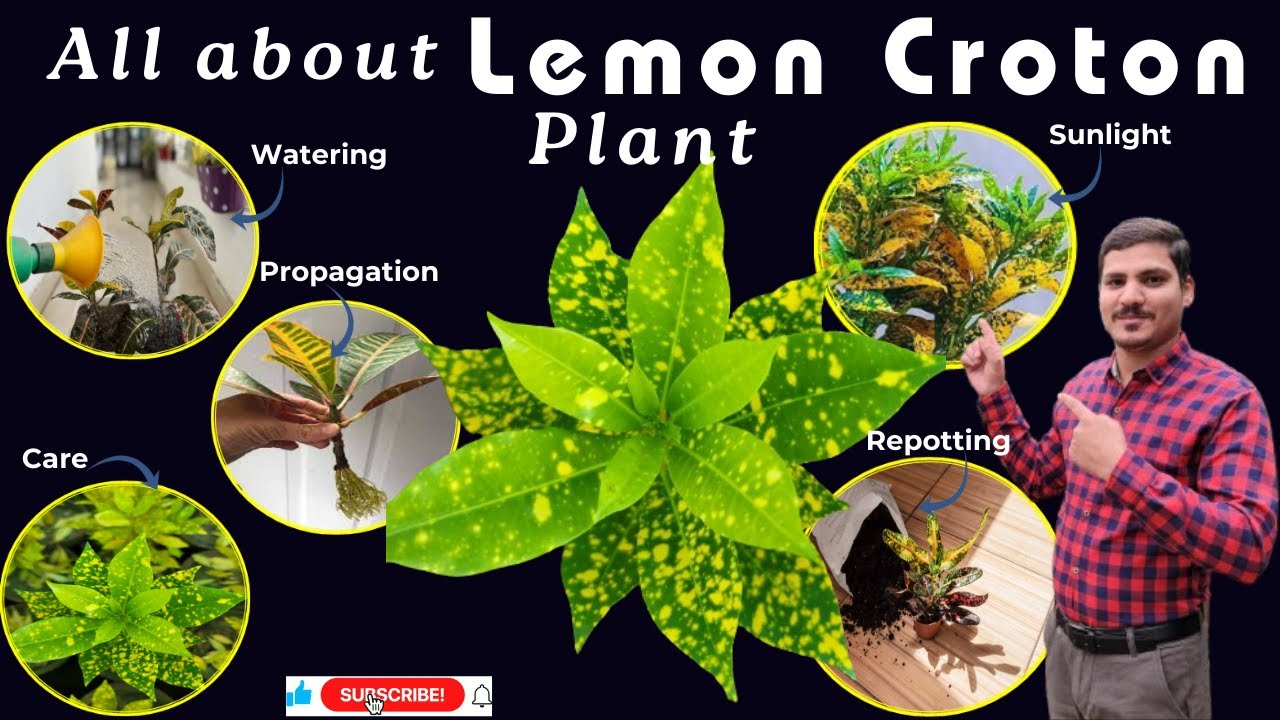 Lemon Croton Plant | Croton Plant | How to Care, Grow, Propagate & Watering of Lemon Croton Plant ?