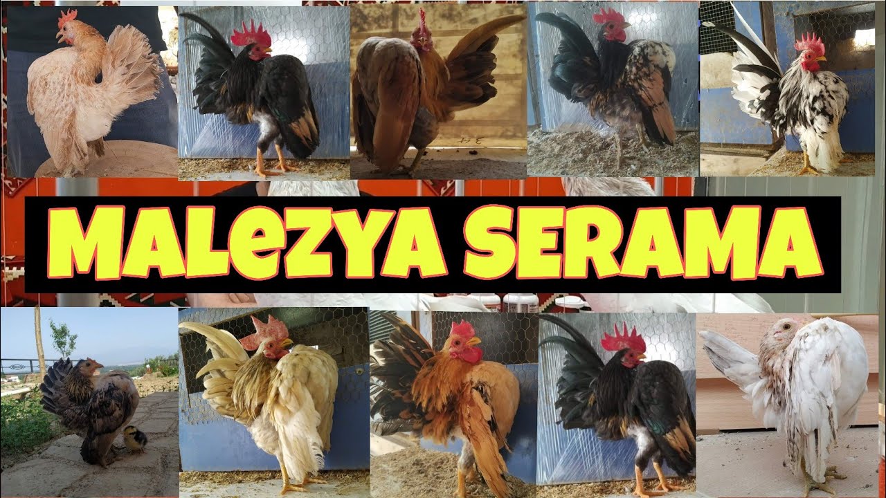 SERAMA'LARDA SUNİ TOHUMLAMA VE SINIFLANDIRMALAR İLE İLGİLİ ÖNEMLİ BİLGİLENDİRMELER BU SÖYLEŞİ KAÇMAZ