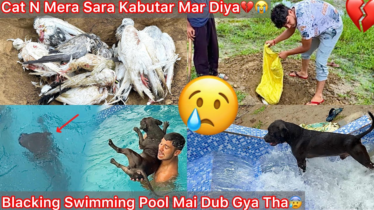 Cat N Mera Sb Pigeons Ko Maar Diya😭RIP💔Unexpected Day😢|| Blacking Pani Mai Dub Gya Tha Jaan Bachi😰