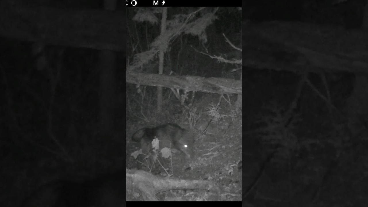 Who needs two eyes anyway? #cameratrap #gamecamera #trailcam #tech4wildlife #wolves #savebcwolves